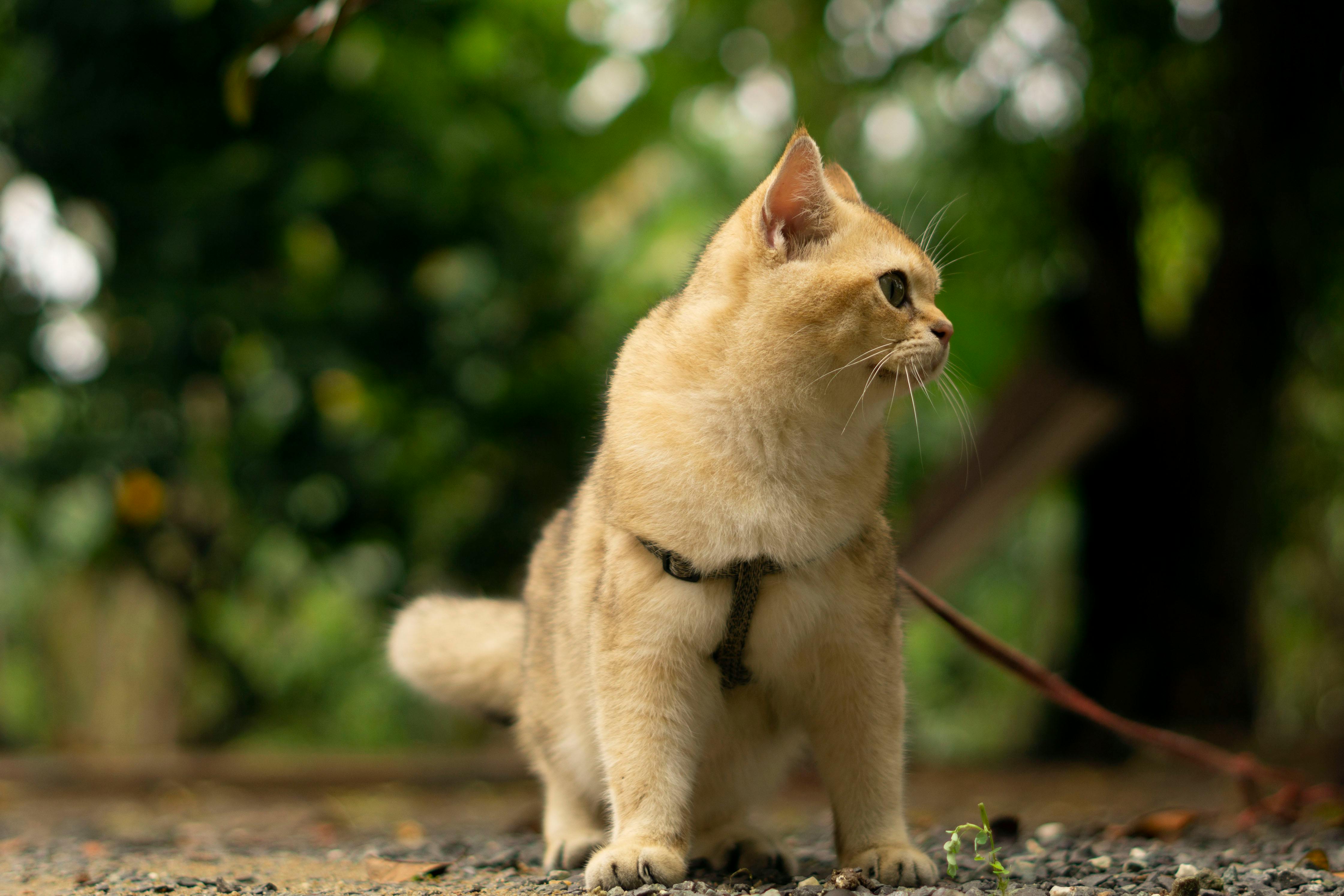 布偶猫仙女的托运实拍