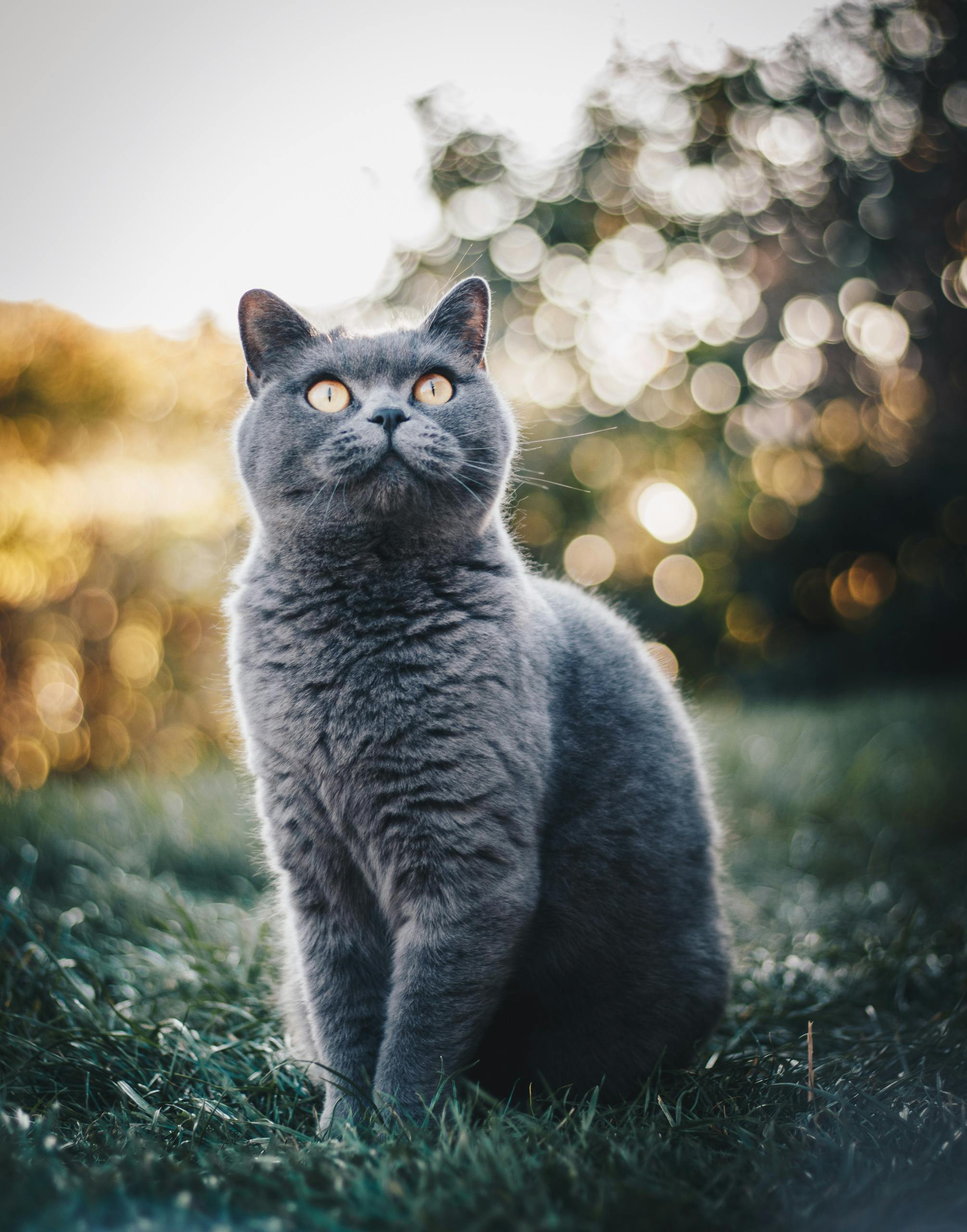 蓝猫胖墩的托运实拍