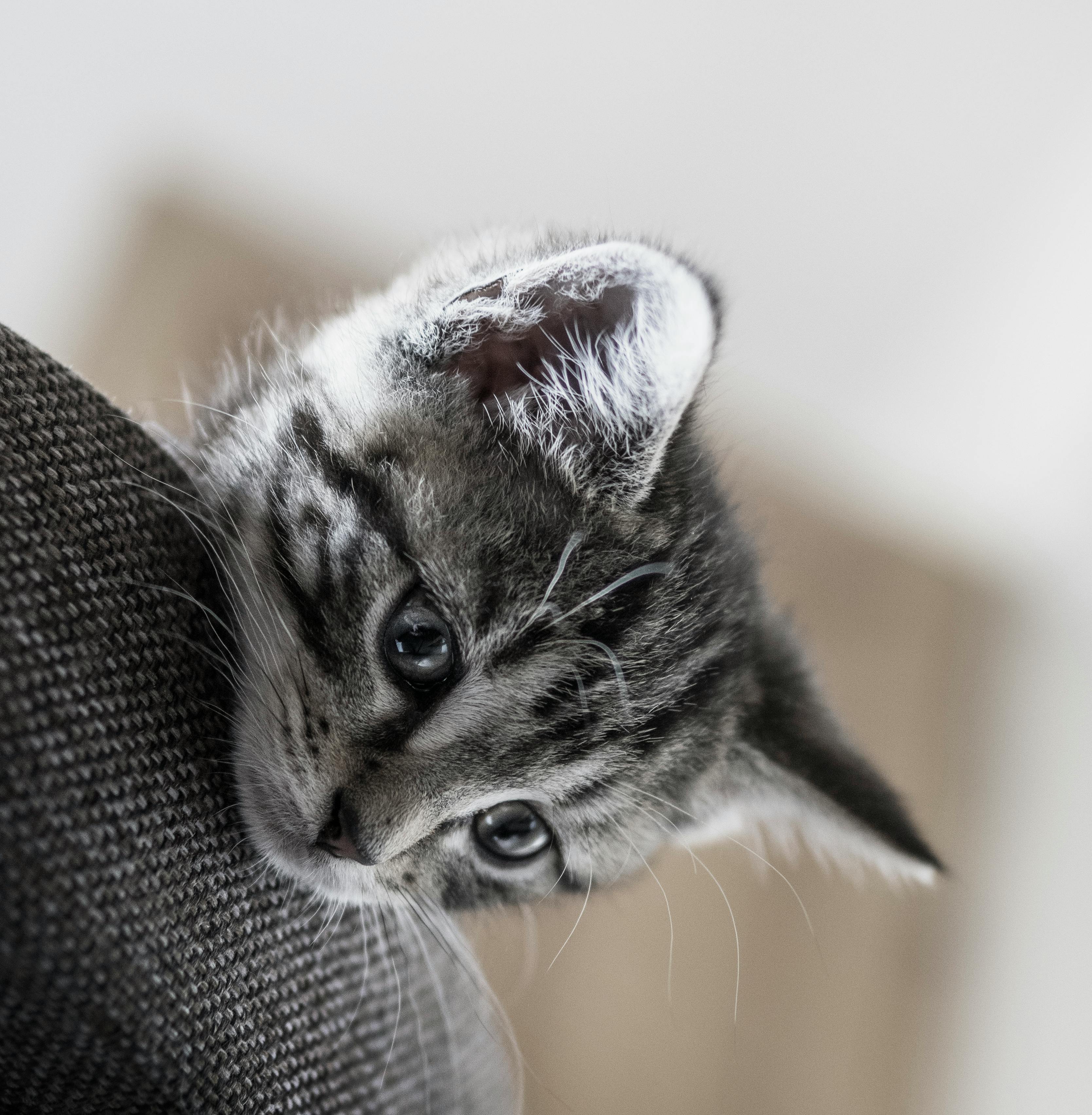 布偶猫仙女的托运实拍